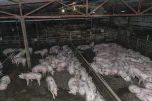 Pigs in holding pens - CA Sinclair slaughterhouse at Benalla VIC - Captured at Benalla Abattoir, Benalla VIC Australia.