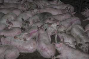 Pigs in holding pens - CA Sinclair slaughterhouse at Benalla VIC - Captured at Benalla Abattoir, Benalla VIC Australia.