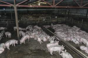 Pigs in holding pens - CA Sinclair slaughterhouse at Benalla VIC - Captured at Benalla Abattoir, Benalla VIC Australia.