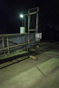 Dead pig on ground next to unloading ramp outside - CA Sinclair slaughterhouse at Benalla VIC - Captured at Benalla Abattoir, Benalla VIC Australia.