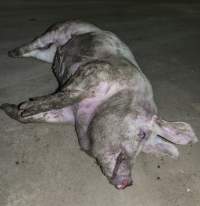 Dead pig on ground next to unloading ramp outside - CA Sinclair slaughterhouse at Benalla VIC - Captured at Benalla Abattoir, Benalla VIC Australia.