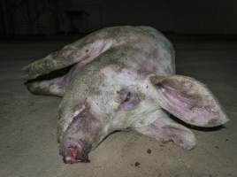 Dead pig on ground next to unloading ramp outside - CA Sinclair slaughterhouse at Benalla VIC - Captured at Benalla Abattoir, Benalla VIC Australia.