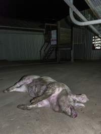 Dead pig on ground next to unloading ramp outside - CA Sinclair slaughterhouse at Benalla VIC - Captured at Benalla Abattoir, Benalla VIC Australia.