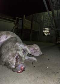 Dead pig on ground next to unloading ramp outside - CA Sinclair slaughterhouse at Benalla VIC - Captured at Benalla Abattoir, Benalla VIC Australia.