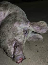 Dead pig on ground next to unloading ramp outside - CA Sinclair slaughterhouse at Benalla VIC - Captured at Benalla Abattoir, Benalla VIC Australia.