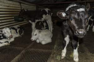 5-day old bobby calves from the dairy industry - In the holding pens at CA Sinclair slaughterhouse at Benalla VIC, waiting to be slaughtered the next morning. - Captured at Benalla Abattoir, Benalla VIC Australia.