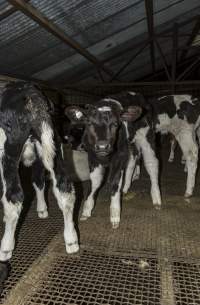 5-day old bobby calves from the dairy industry - In the holding pens at CA Sinclair slaughterhouse at Benalla VIC, waiting to be slaughtered the next morning. - Captured at Benalla Abattoir, Benalla VIC Australia.