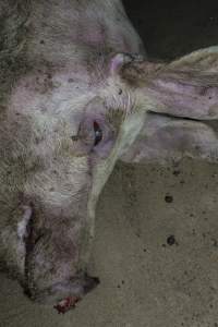 Dead pig on ground next to unloading ramp outside - CA Sinclair slaughterhouse at Benalla VIC - Captured at Benalla Abattoir, Benalla VIC Australia.