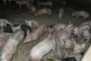 Pigs in holding pens - CA Sinclair slaughterhouse at Benalla VIC - Captured at Benalla Abattoir, Benalla VIC Australia.