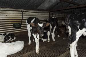 5-day old bobby calves from the dairy industry - In the holding pens at CA Sinclair slaughterhouse at Benalla VIC, waiting to be slaughtered the next morning. - Captured at Benalla Abattoir, Benalla VIC Australia.