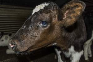 5-day old bobby calves from the dairy industry - In the holding pens at CA Sinclair slaughterhouse at Benalla VIC, waiting to be slaughtered the next morning. - Captured at Benalla Abattoir, Benalla VIC Australia.