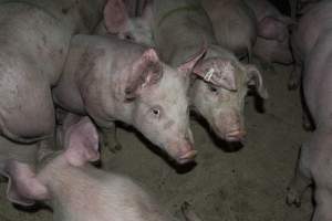 Pigs in holding pens - CA Sinclair slaughterhouse at Benalla VIC - Captured at Benalla Abattoir, Benalla VIC Australia.