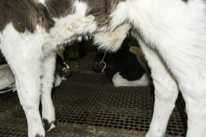 5-day old bobby calves from the dairy industry - In the holding pens at CA Sinclair slaughterhouse at Benalla VIC, waiting to be slaughtered the next morning. - Captured at Benalla Abattoir, Benalla VIC Australia.