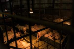 Pigs in holding pens - CA Sinclair slaughterhouse at Benalla VIC - Captured at Benalla Abattoir, Benalla VIC Australia.