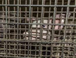 Pigs in holding pens - CA Sinclair slaughterhouse at Benalla VIC - Captured at Benalla Abattoir, Benalla VIC Australia.