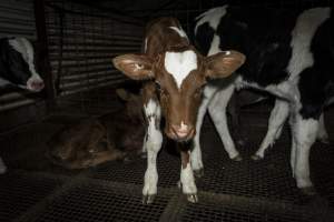 5-day old bobby calves from the dairy industry - In the holding pens at CA Sinclair slaughterhouse at Benalla VIC, waiting to be slaughtered the next morning. - Captured at Benalla Abattoir, Benalla VIC Australia.