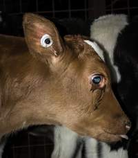 5-day old bobby calves from the dairy industry - In the holding pens at CA Sinclair slaughterhouse at Benalla VIC, waiting to be slaughtered the next morning. - Captured at Benalla Abattoir, Benalla VIC Australia.