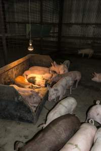 Pigs in holding pens - CA Sinclair slaughterhouse at Benalla VIC - Captured at Benalla Abattoir, Benalla VIC Australia.