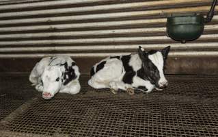 5-day old bobby calves from the dairy industry - In the holding pens at CA Sinclair slaughterhouse at Benalla VIC, waiting to be slaughtered the next morning. - Captured at Benalla Abattoir, Benalla VIC Australia.