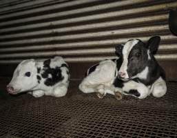 5-day old bobby calves from the dairy industry - In the holding pens at CA Sinclair slaughterhouse at Benalla VIC, waiting to be slaughtered the next morning. - Captured at Benalla Abattoir, Benalla VIC Australia.