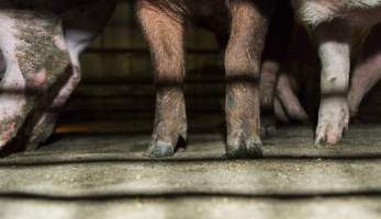 Pigs in holding pens - CA Sinclair slaughterhouse at Benalla VIC - Captured at Benalla Abattoir, Benalla VIC Australia.