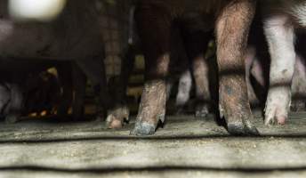 Pigs in holding pens - CA Sinclair slaughterhouse at Benalla VIC - Captured at Benalla Abattoir, Benalla VIC Australia.