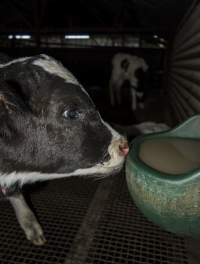 5-day old bobby calves from the dairy industry - In the holding pens at CA Sinclair slaughterhouse at Benalla VIC, waiting to be slaughtered the next morning. - Captured at Benalla Abattoir, Benalla VIC Australia.