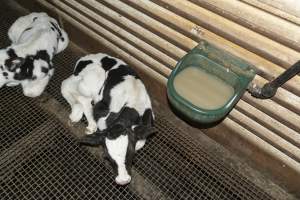 5-day old bobby calves from the dairy industry - In the holding pens at CA Sinclair slaughterhouse at Benalla VIC, waiting to be slaughtered the next morning. - Captured at Benalla Abattoir, Benalla VIC Australia.