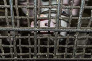 Pigs in holding pens - CA Sinclair slaughterhouse at Benalla VIC - Captured at Benalla Abattoir, Benalla VIC Australia.