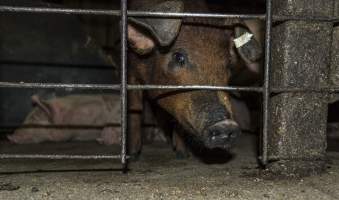 Pigs in holding pens - CA Sinclair slaughterhouse at Benalla VIC - Captured at Benalla Abattoir, Benalla VIC Australia.