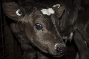 5-day old bobby calves from the dairy industry - In the holding pens at CA Sinclair slaughterhouse at Benalla VIC, waiting to be slaughtered the next morning. - Captured at Benalla Abattoir, Benalla VIC Australia.