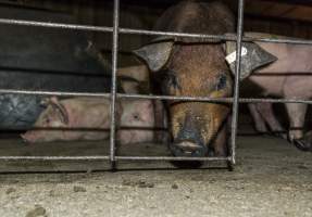 Pigs in holding pens - CA Sinclair slaughterhouse at Benalla VIC - Captured at Benalla Abattoir, Benalla VIC Australia.