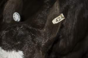 5-day old bobby calves from the dairy industry - In the holding pens at CA Sinclair slaughterhouse at Benalla VIC, waiting to be slaughtered the next morning. - Captured at Benalla Abattoir, Benalla VIC Australia.