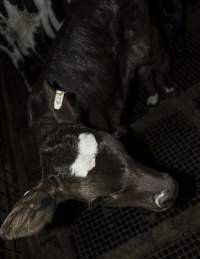 5-day old bobby calves from the dairy industry - In the holding pens at CA Sinclair slaughterhouse at Benalla VIC, waiting to be slaughtered the next morning. - Captured at Benalla Abattoir, Benalla VIC Australia.