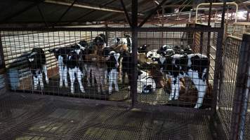 5-day old bobby calves from the dairy industry - In the holding pens at CA Sinclair slaughterhouse at Benalla VIC, waiting to be slaughtered the next morning. - Captured at Benalla Abattoir, Benalla VIC Australia.