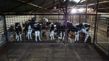 5-day old bobby calves from the dairy industry - In the holding pens at CA Sinclair slaughterhouse at Benalla VIC, waiting to be slaughtered the next morning. - Captured at Benalla Abattoir, Benalla VIC Australia.