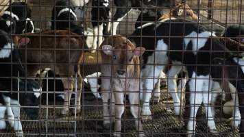 5-day old bobby calves from the dairy industry - In the holding pens at CA Sinclair slaughterhouse at Benalla VIC, waiting to be slaughtered the next morning. - Captured at Benalla Abattoir, Benalla VIC Australia.