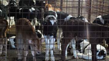 5-day old bobby calves from the dairy industry - In the holding pens at CA Sinclair slaughterhouse at Benalla VIC, waiting to be slaughtered the next morning. - Captured at Benalla Abattoir, Benalla VIC Australia.