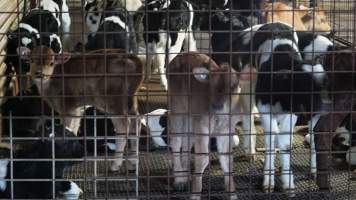 5-day old bobby calves from the dairy industry - In the holding pens at CA Sinclair slaughterhouse at Benalla VIC, waiting to be slaughtered the next morning. - Captured at Benalla Abattoir, Benalla VIC Australia.