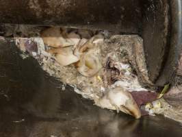 Fur, skin and body parts in pipe - CA Sinclair slaughterhouse at Benalla VIC - Captured at Benalla Abattoir, Benalla VIC Australia.