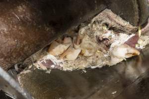 Fur, skin and body parts in pipe - CA Sinclair slaughterhouse at Benalla VIC - Captured at Benalla Abattoir, Benalla VIC Australia.