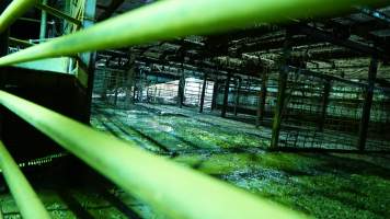 Holding pens - CA Sinclair slaughterhouse at Benalla VIC - Captured at Benalla Abattoir, Benalla VIC Australia.