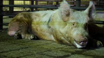 Boar in holding pen - CA Sinclair slaughterhouse at Benalla VIC - Captured at Benalla Abattoir, Benalla VIC Australia.