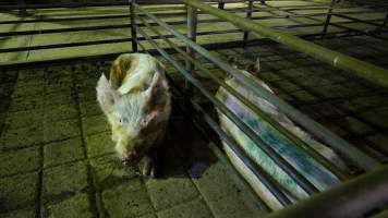 Boars in holding pen - CA Sinclair slaughterhouse at Benalla VIC - Captured at Benalla Abattoir, Benalla VIC Australia.