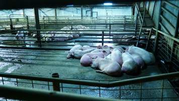 Pigs in holding pens - CA Sinclair slaughterhouse at Benalla VIC - Captured at Benalla Abattoir, Benalla VIC Australia.