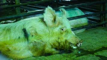 Boars in holding pen - CA Sinclair slaughterhouse at Benalla VIC - Captured at Benalla Abattoir, Benalla VIC Australia.