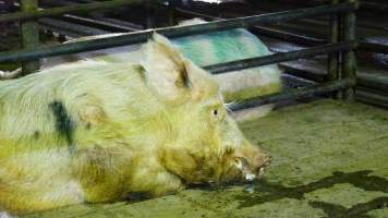 Boars in holding pen - CA Sinclair slaughterhouse at Benalla VIC - Captured at Benalla Abattoir, Benalla VIC Australia.