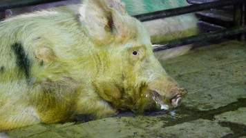 Boars in holding pen - CA Sinclair slaughterhouse at Benalla VIC - Captured at Benalla Abattoir, Benalla VIC Australia.