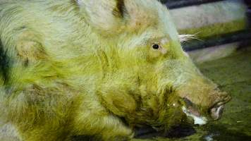 Boars in holding pen - CA Sinclair slaughterhouse at Benalla VIC - Captured at Benalla Abattoir, Benalla VIC Australia.