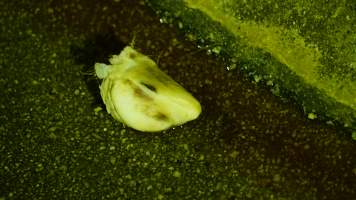 Body part on floor - CA Sinclair slaughterhouse at Benalla VIC - Captured at Benalla Abattoir, Benalla VIC Australia.